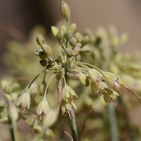 Allium luteolum  Photo: A. Hoog